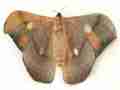 Antheraea jana, gynandromorph, unmounted, verso, Indonesia, Java (Internet Image property of respective owner, non-commercial use only)